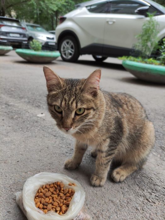 Кошечка ищет дом