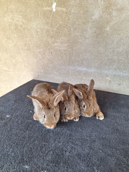 Кролчата 3 штуки 1.5 месяцев