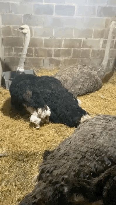 Страусята, Черный африканский страус страусы