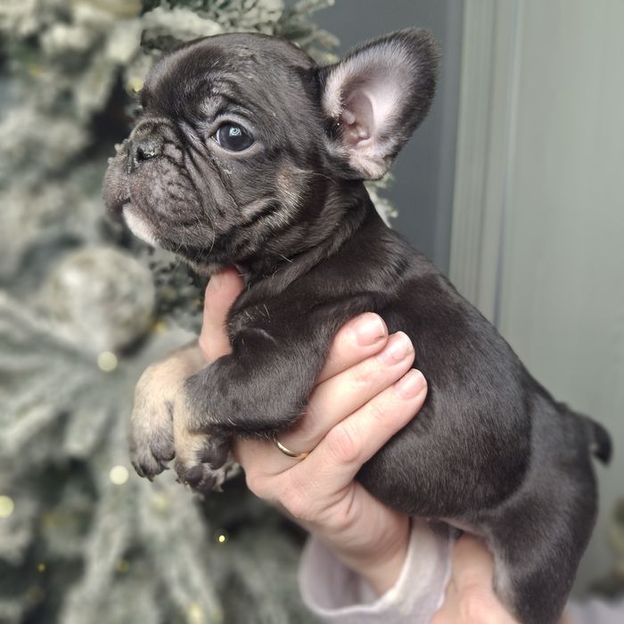 Девочки французского бульдога