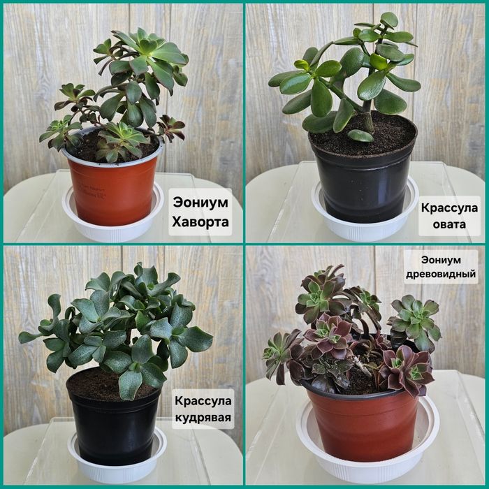 Цветы и растения