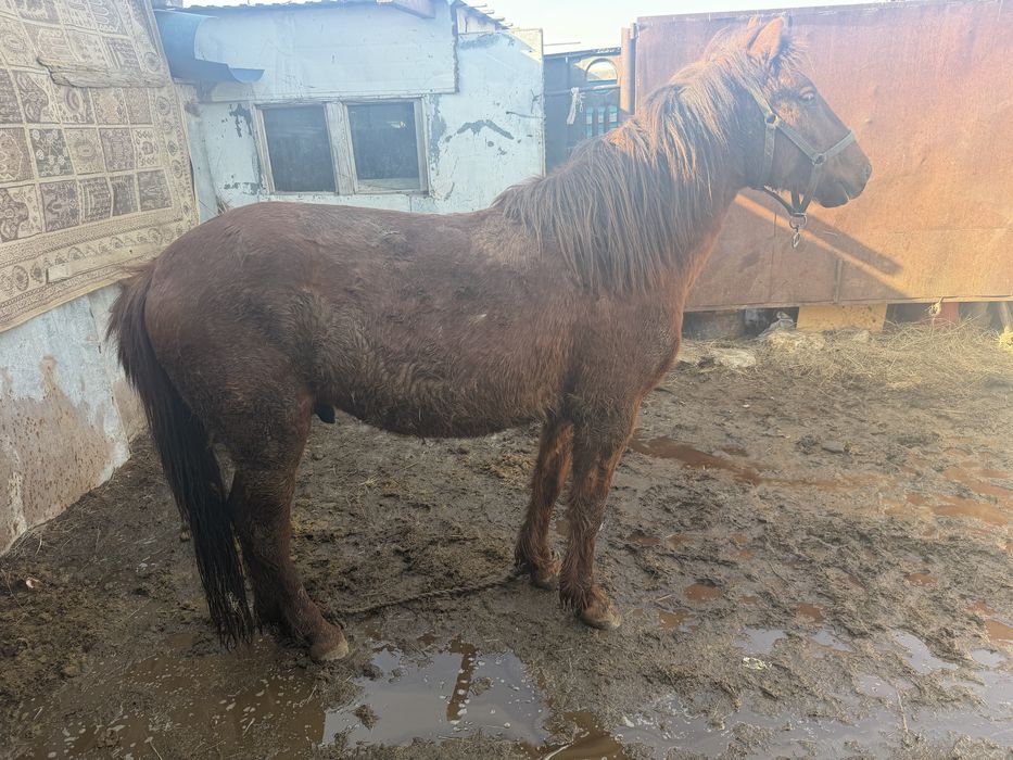 Ат пиштирилген , конь, лошадь