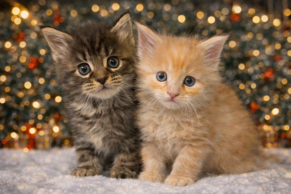 Котята мейн-кун.