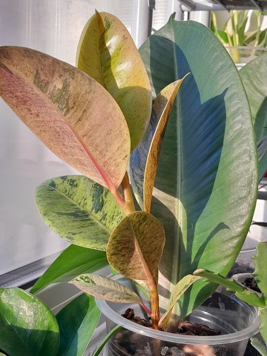 Комнатные растения район Ханшатыра