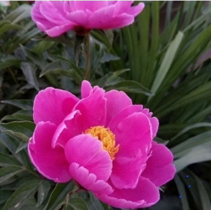 Цветы       цветы