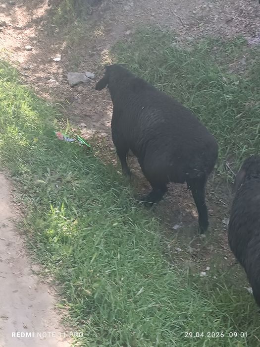 Кучкор барра киргиз элита сим жун