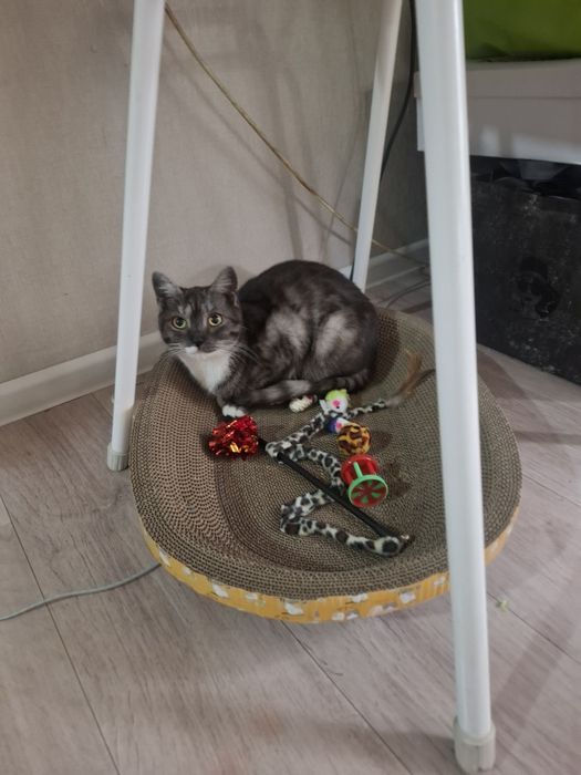 Отдам бесплатно кошек