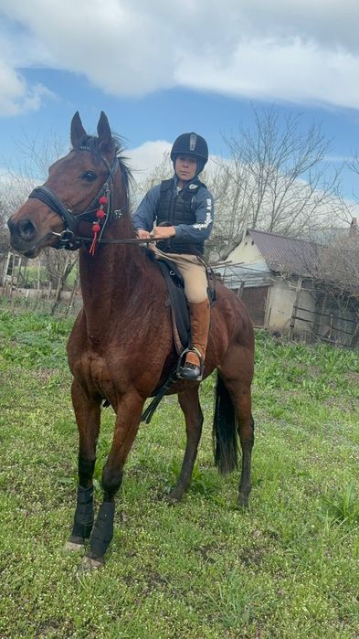 Vând iapa pur sange englez 7 ani cu acte și pedigri