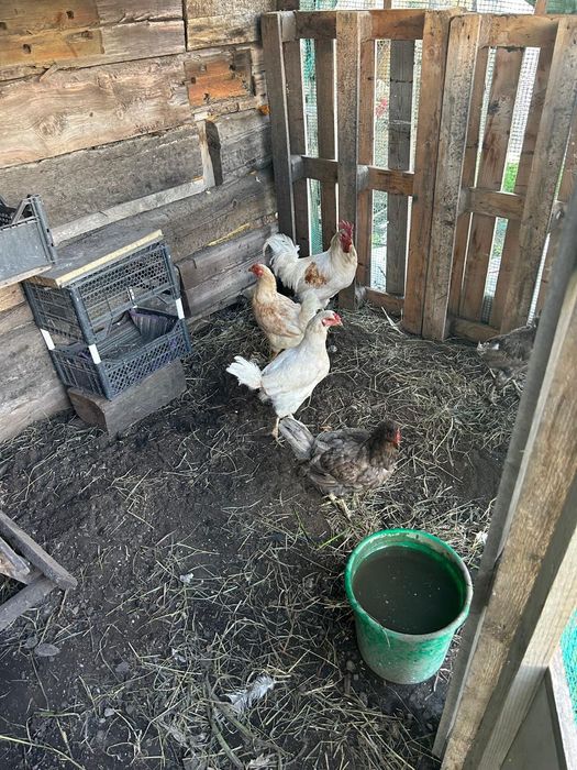 Продам домашних курей, петухов