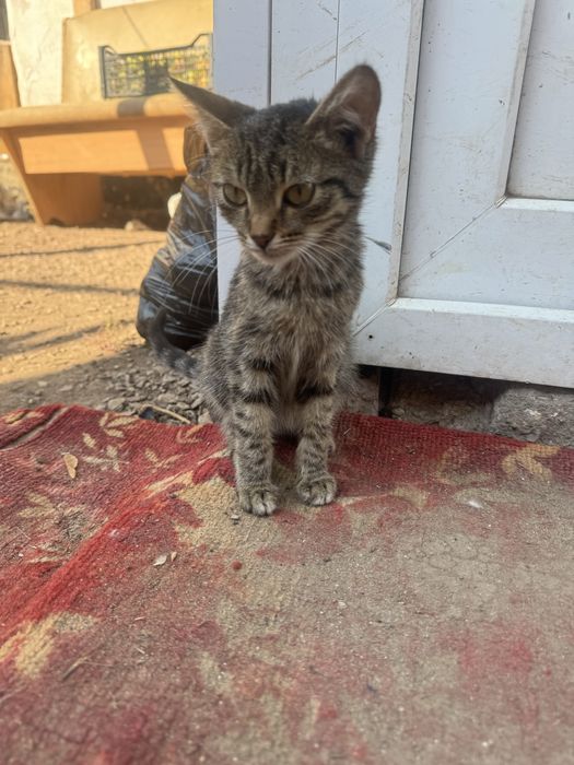 отдам котят, девочки
