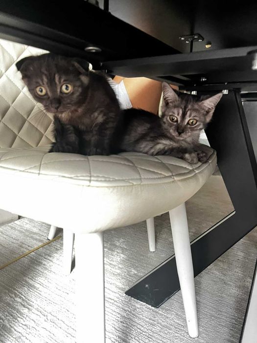Котята шотландецкие вислоушка и примоушка