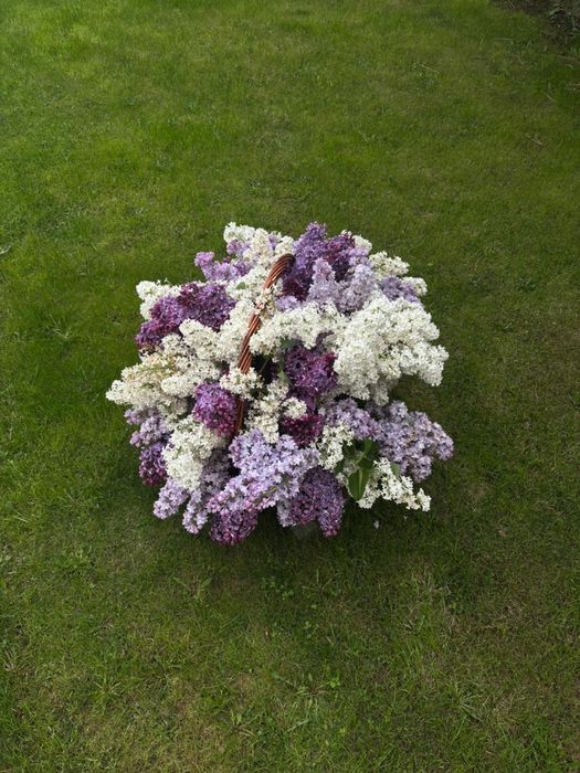 корзина серени свежие