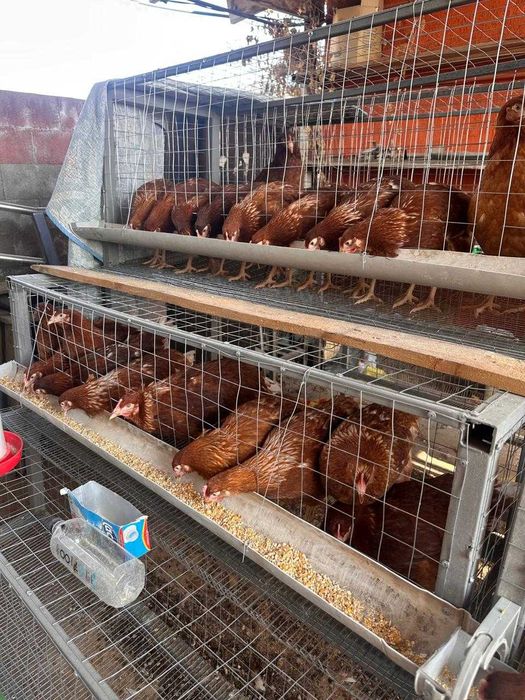 Тауык кора сатамын