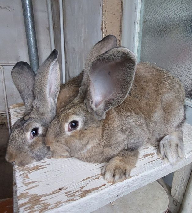 Фландр Ургочи Тошкент