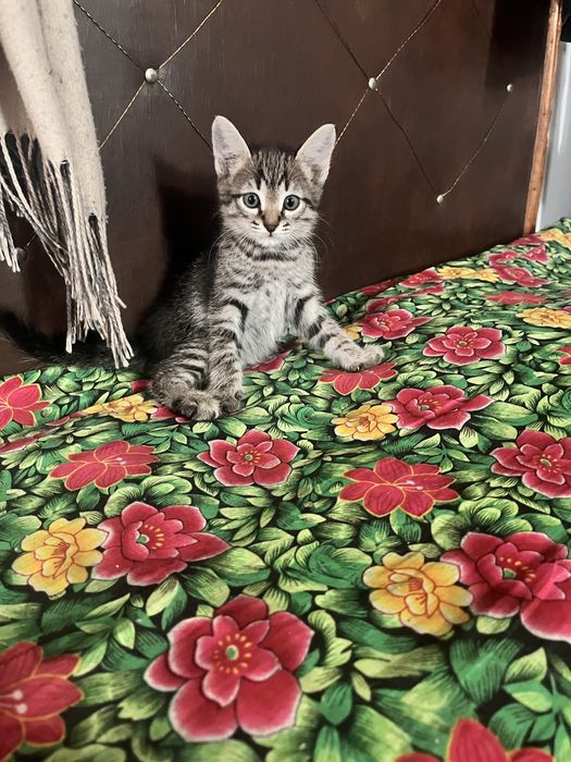 Отдам котят в добрые руки