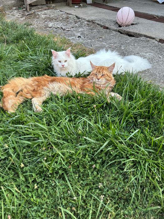 Котенца Мейн Куун