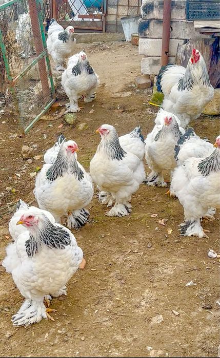 Oferta Oua incubat gaini brahma herminat deschis