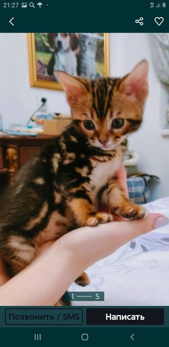 Продам бенгальских котят