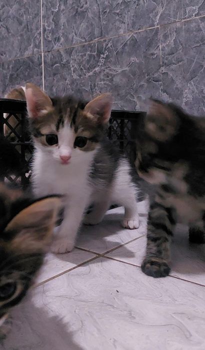 Отдам котят в добрые руки