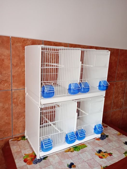 Colivi duble cova 58