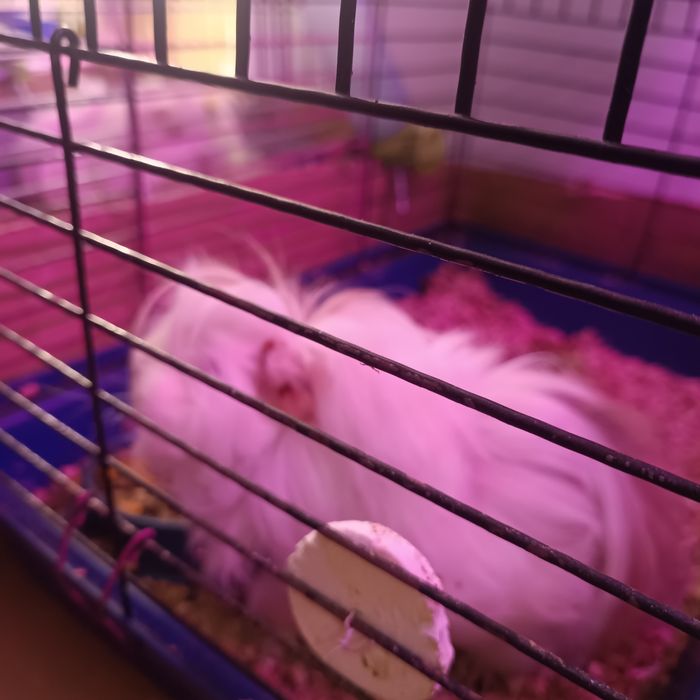 Продам морских свинок.