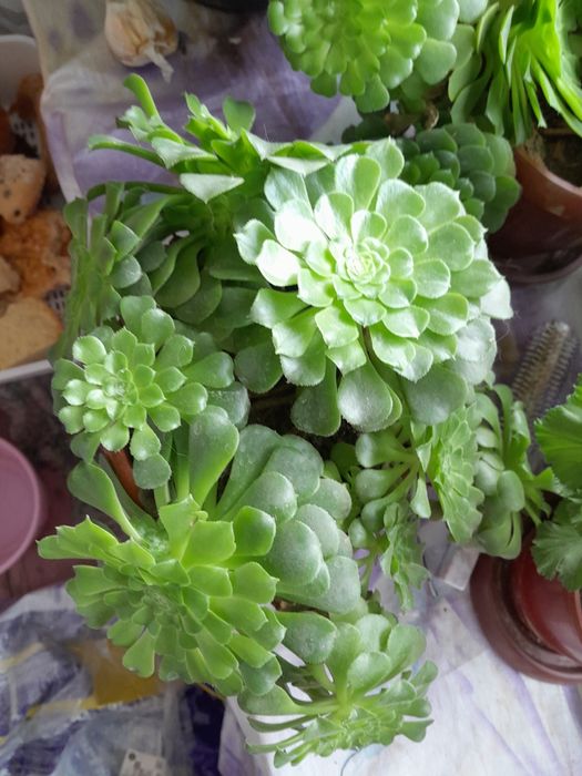 Каменная роза продаётся