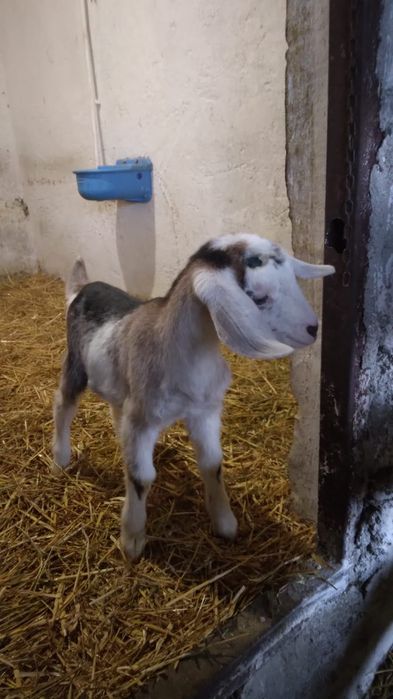 Vand 2 iede si un ied metisate din mama saan si tata anglonubian