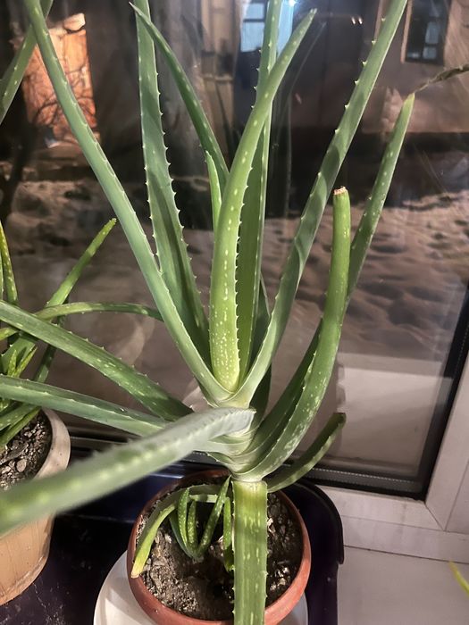 Продаю лечебный алое вера