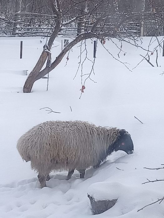 Продам срочно кошкара