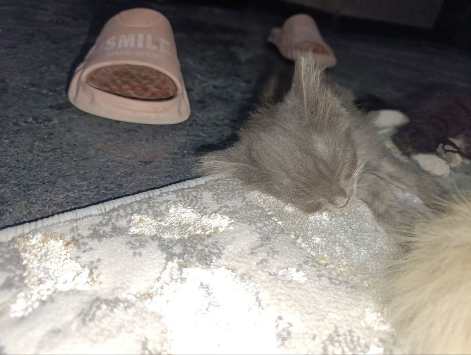 Отдаем бесплатно в добрые руки котят