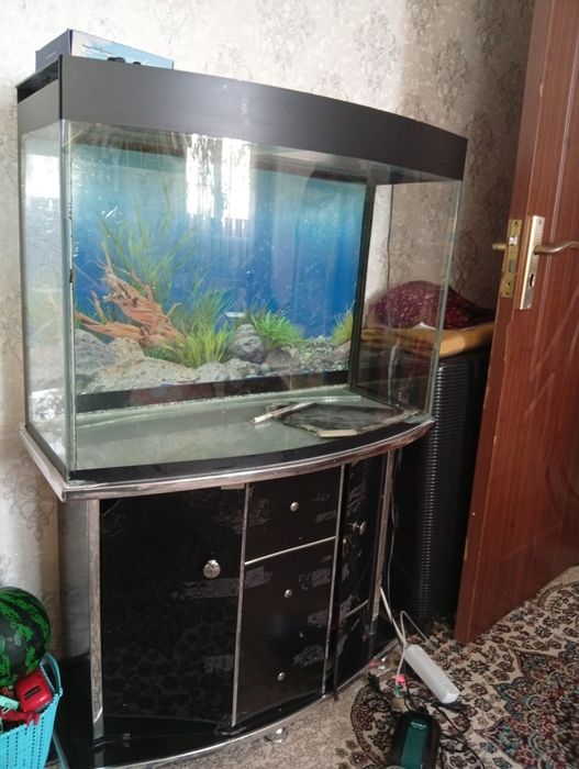 Аквариум сотилад холати коникарли четида азига теги бор лекин арзонга