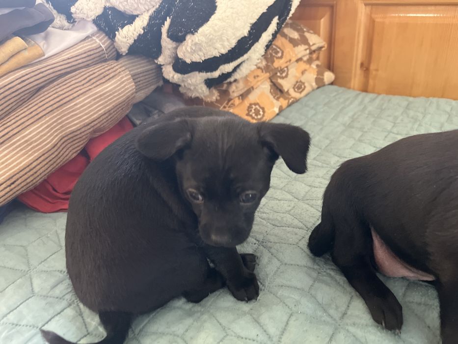 Продавам пинчери