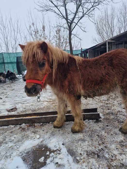Vand ponei sau schimb cu poneita