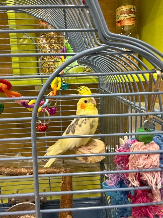 Попугай Корелла пара