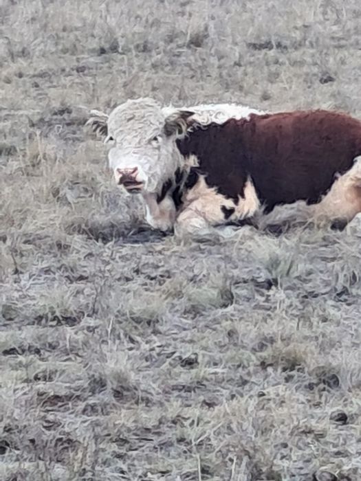 Бычки полтарашки
