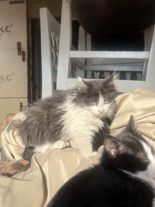 Котята мальчики и девочки