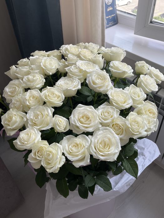 51 белая роза — более 1 метра