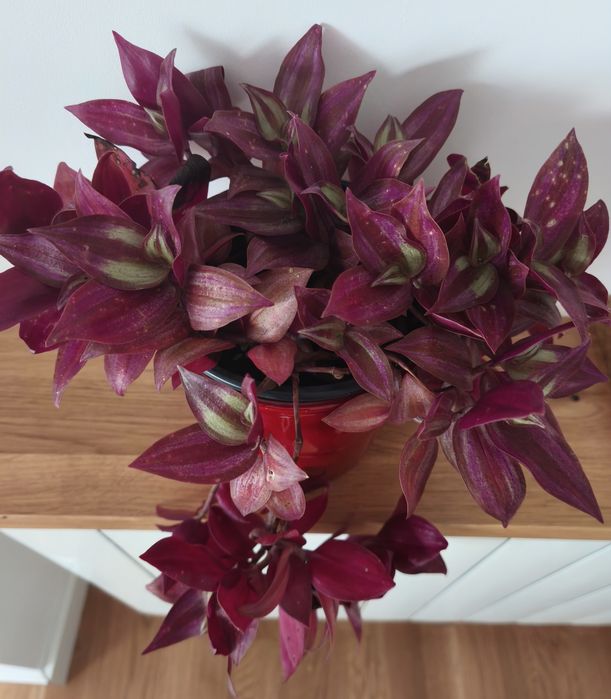 Стайни цветя различни видове