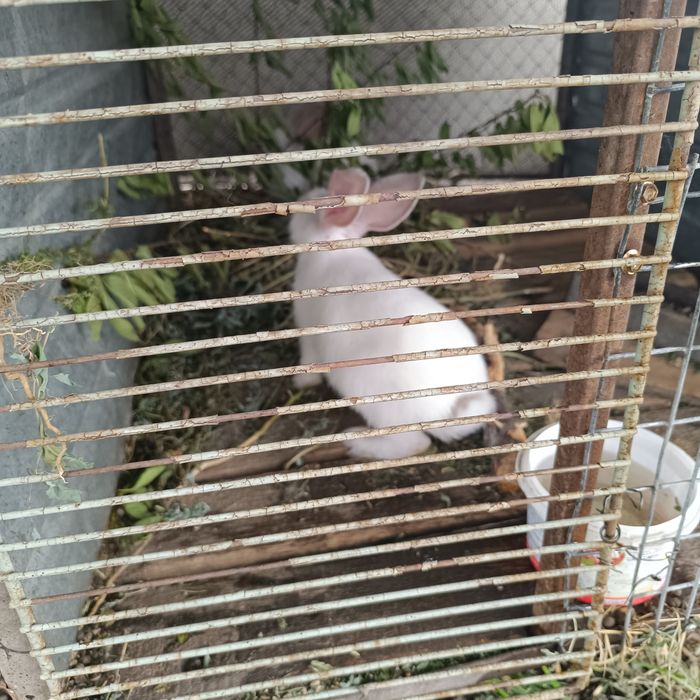 Продам 2х крольчат