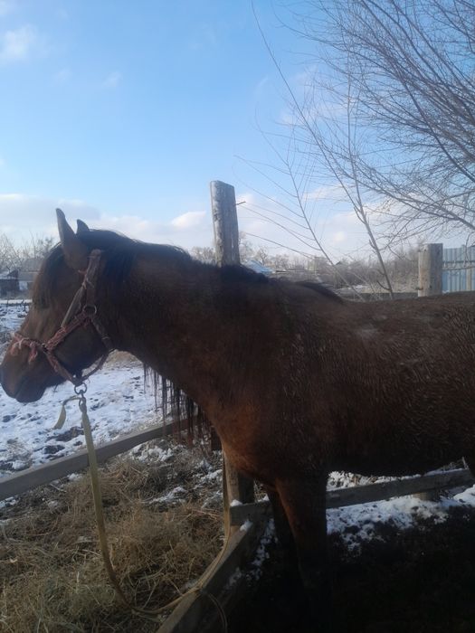 Продам лошадь жеребец