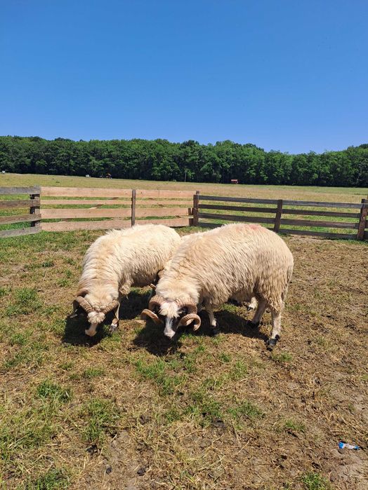 Vând berbecii frumoși si tinerii