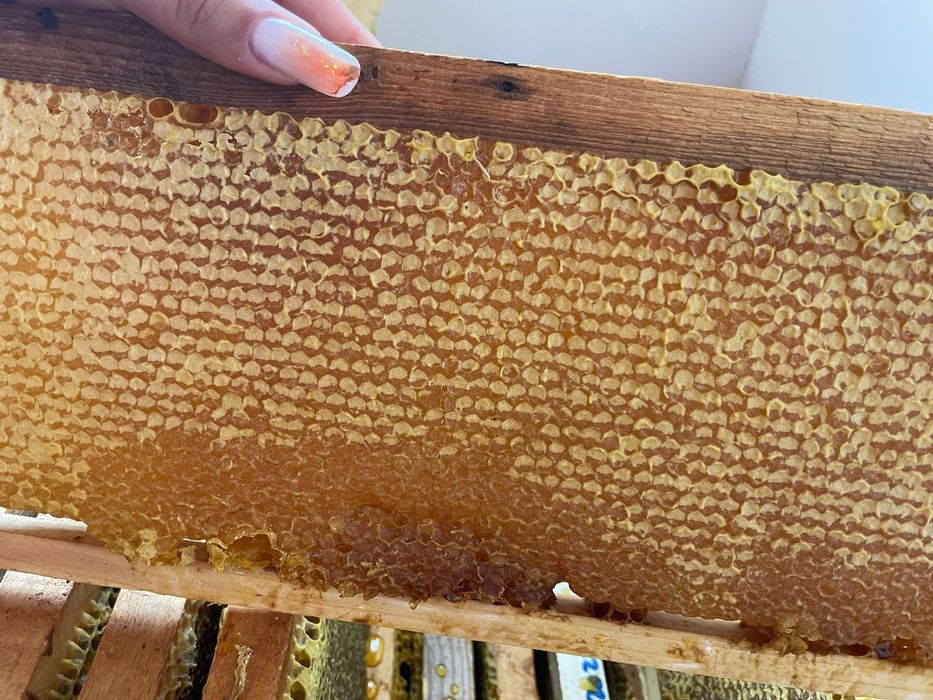 Faguri,miere si polen