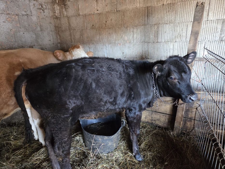 Vitică angus 5 lunii