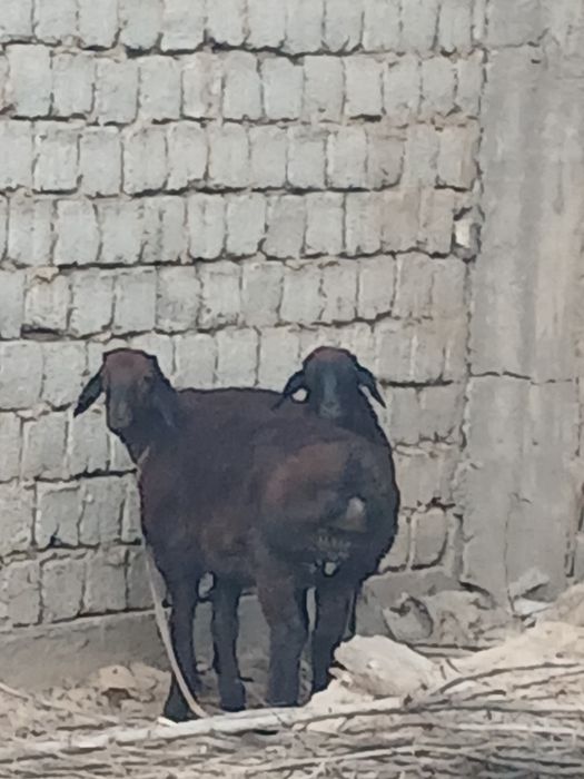 Sotiladigan qo'ylar  bor