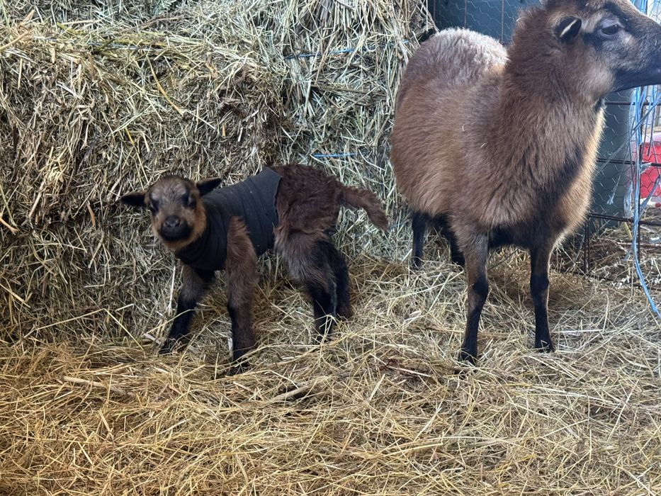 Oi de Camerun de vanzare