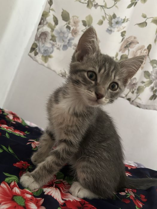 Кошку отдам бесплатно