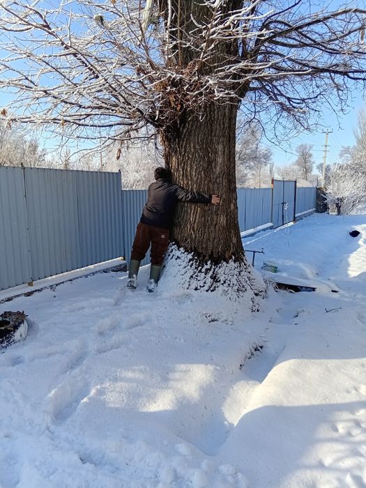 Продам дубовое дерево