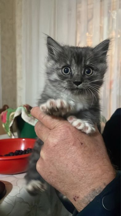 Котята мальчик и девочка бесплатно