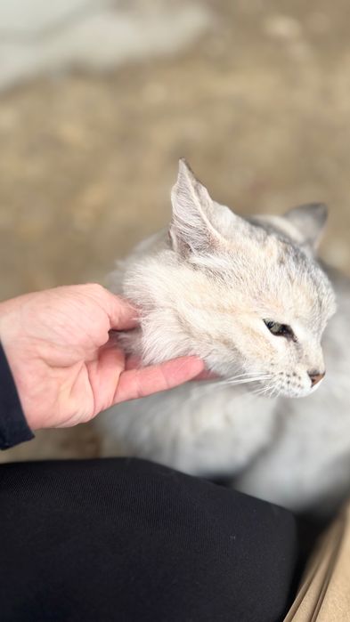 Кошка персидская