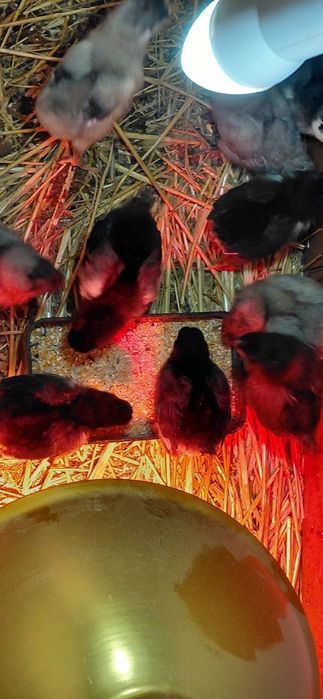 Pui australorp albastri si negri de o zi